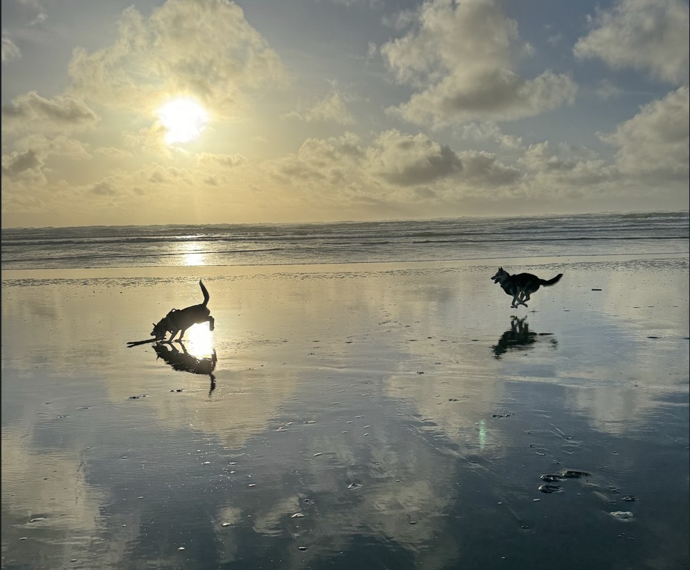 Two dogs run along a glossy beach near sunset.